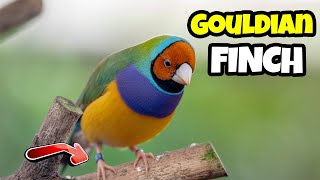 TOP Interesting Facts About The Gouldian Finch 🦜 The Beginners Complete Guide [upl. by Ihn]