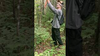 moose hunting trail markingcanadanorthlife nature hunting2024 wildlife [upl. by Dehlia]