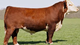 Hereford bulls [upl. by Ojybbob]