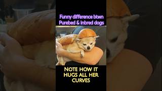 The funny dif btwn purebred amp an inbred dogs corgi chihuahua funny shorts funnyshorts cutedog [upl. by Adams]