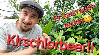 Kirschlorbeer  Jeder kennt den Strauch oder die Hecke ABER Wissen fürs Leben [upl. by Brost]