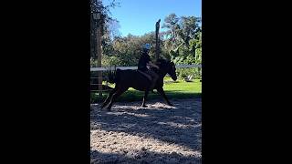 Spirit is INSANE  horse equestrian horseriders horseriding fall horses pony [upl. by Breena]