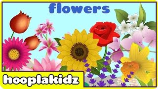 Preschool Activity  Learn About Flowers  HooplaKidz [upl. by Eikcaj]