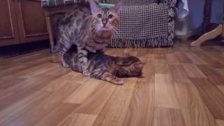 cats love mating of Bengal cats [upl. by Kostman21]