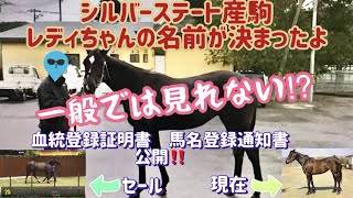 競馬・馬主シルバーステート産駒レディちゃんの馬名決まる デビューから現在 牧場見学 [upl. by Dyob]