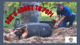 Berkshire Pork  Farrowing Pigs on Pasture [upl. by Nnylatsirk]