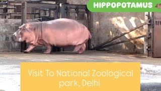 Hippopotamus 🦛 Visit to NATIONAL ZOOLOGICAL PARK  DELHI naturalnotanki viral [upl. by Erhard]