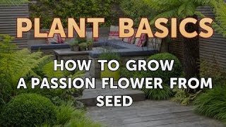 How to Grow a Passion Flower From Seed [upl. by Eiddet]