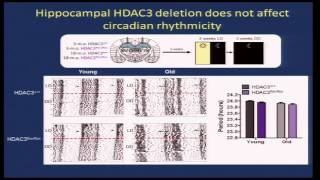 Cognitive Aging Summit III  Dr Marcelo Wood  Circadian Gene Regulation by Histone Deacetylation [upl. by Enattirb645]