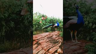 Peacock 🦚 VFX Adipurush peacocking birds wildlife vfx shorts shortfeed [upl. by Naresh]