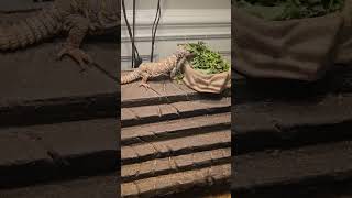 biting blue ornate uromastyx dinner time lizard reptile [upl. by Macgregor]