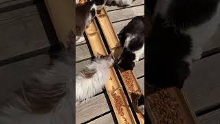 Mass Cat Feeding at Tashirojima Cat Island in Japan [upl. by Bywaters]