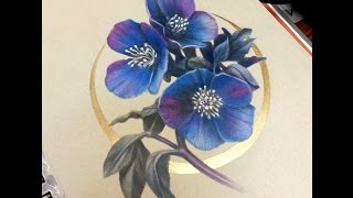 Black Hellebore Marker and Colored Pencil Drawing Timelapse [upl. by Ecnahs]