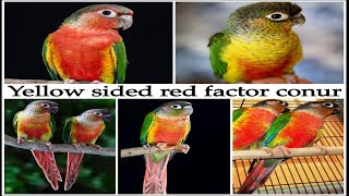 Yellow Sided Red Factor Conure Complete Care Guide [upl. by Rowena444]