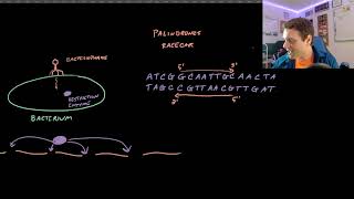 Restriction Enzymes and DNA Fingerprinting [upl. by Hoem]