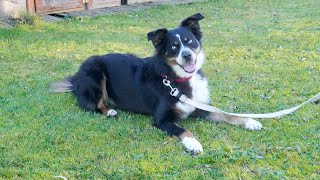 Vergabefilm FLASH  15 Jahre junger Australian Shepherd [upl. by Christyna]