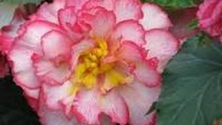 Como cultivar Begonias  Flores  TvAgro por Juan Gonzalo Angel [upl. by Riannon215]