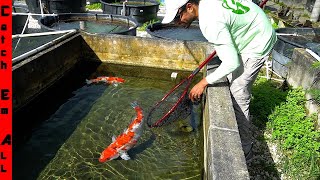 FISH LAYING 1000s of EGGS All over EXPENSIVE PONDS [upl. by Ahsinan]