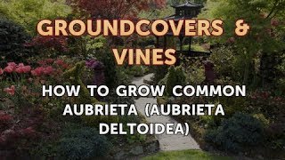 How to Grow Common Aubrieta Aubrieta Deltoidea [upl. by Aneetak634]