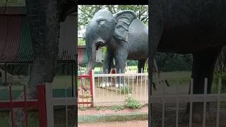 Hathi dada kaha chale elephants viral shorts animals [upl. by Benisch874]