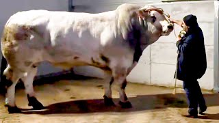 Marchigiana Bull  Weighing over 1200 kg at 34 months [upl. by Ludlow]