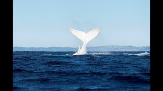 Migaloo  White Whale spotted on board Spirit [upl. by Llennhoj209]