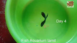 Betta Fish Not Eating problem solved in Tamil  Fish Aquarium Tamil [upl. by Eveam]