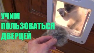 Врезная дверца для кошек Lockable 4Way Locking Cat Door [upl. by Nissie]