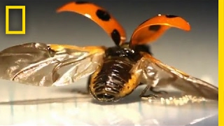 FirstEver Look at the Intricate Way Ladybugs Fold Their Wings  National Geographic [upl. by Cohen206]