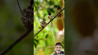 flycatcher birds nature naturephotography naturelovers song music tamil lovesong [upl. by Ajin703]