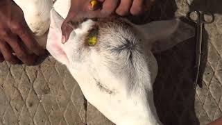 बछड़ों को सींग रोधन  हिंदी में आवाज  Calf Disbudding in Dairy Cattle [upl. by Attenweiler]