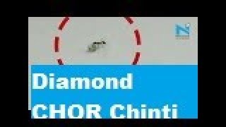 This diamond chor ANT is as precious as a royal ruby [upl. by Ahsied]