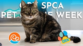 OBX SPCA Pet of the Week Saffron [upl. by Myk79]