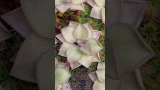 My carnivorous Pinguicula collection [upl. by Naesyar]