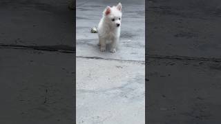 45 day indian spitz indianspitzpuppy puppy dog pomeranian indian puppy cute pets animals [upl. by Ednil]