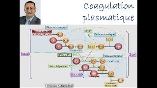 Coagulation Plasmatique [upl. by Carpio]