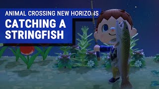 Animal Crossing New Horizons Gameplay  Catching a Stringfish [upl. by Adnovahs]