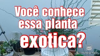 JUNCUS SPIRALIS MINHA PLANTINHA RUSTICA E EXOTICA [upl. by Ylas]