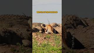 Fearless Leopard Shares Its Prey with Hungry Crocodiles [upl. by Stephan]