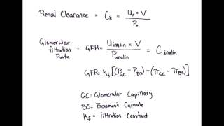 Equation Rapid Review Renal Clearance amp Glomerular Filtration Rate [upl. by Elamrej]