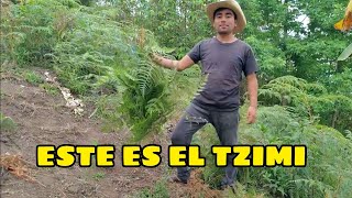 TZIMI para NIDOS de GALLINAS y cambio de viruta del GALLINERO [upl. by Gittel]