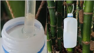 How to take bamboo water Drilled bamboo node [upl. by Vocaay]