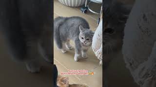 Furiously felinedont test my temper 😾🔥 [upl. by Ranilopa]