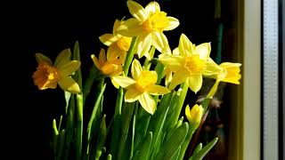 Narcissus jonquilla Jonquils Daffodils  Growth Fine Lapse [upl. by Yekcor]