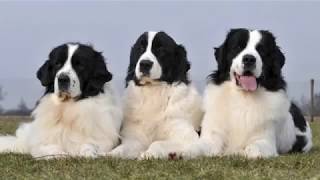 Landseer Newfoundland  large dog breed [upl. by Ula249]