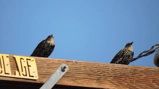 Juvenile Common StarlingsSturnus Vulgaris Nikon P600 [upl. by Ajet805]