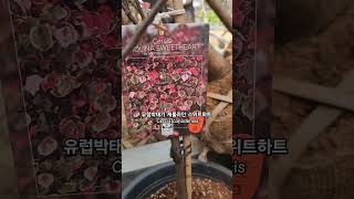 유럽박태기캐롤라인 스위트하트 Cercis canadensis 박태기 대림원예종묘 shorts [upl. by Repotsirhc]