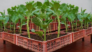 Grow a dream vegetable garden at home that is delicious and highly productive [upl. by Aedni]