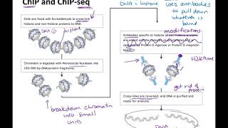 bisulfite sequencing and chromatin immunoprecipitation techniques [upl. by Arihsa]