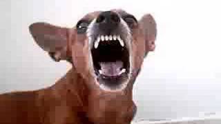 When min pinscher gets angry [upl. by Kahler]